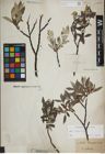 Foto von Salix lapponum L.